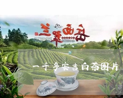 一千多安吉白茶图片/2023071437169