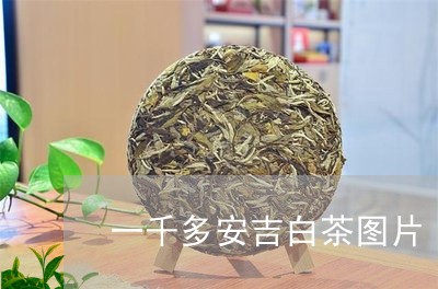 一千多安吉白茶图片/2023121600471