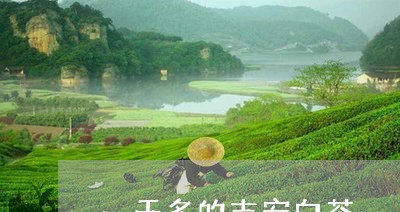 一千多的吉安白茶/2023061487268