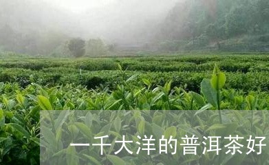 一千大洋的普洱茶好吗/2023072343625