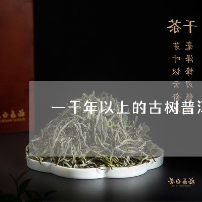 一千年以上的古树普洱茶价格/2023052969593