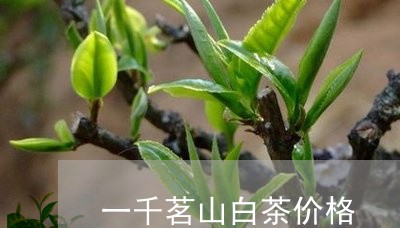 一千茗山白茶价格/2023061452583