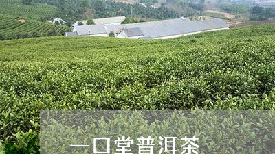 一口堂普洱茶/2023090629461