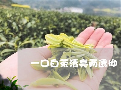 一口白茶清亮而透彻/2023071493616