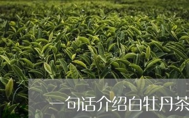 一句话介绍白牡丹茶叶/2023120949392