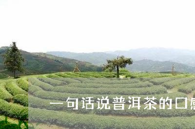 一句话说普洱茶的口感/2023061588274