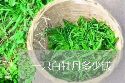 一只白牡丹多少钱/2023090508250