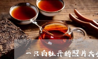 一只白牡丹的照片大全/2023120902917