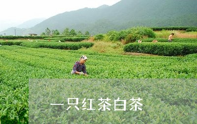 一只红茶白茶/2023051242947