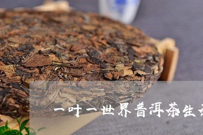 一叶一世界普洱茶生茶/2023120690593