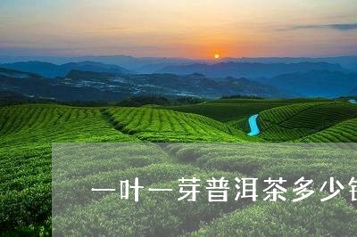 一叶一芽普洱茶多少钱/2023081632715