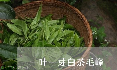 一叶一芽白茶毛峰/2023061416470