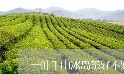 一叶千山冰岛茶好不好/2023092379359