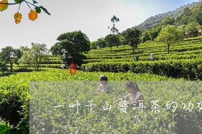 一叶千山普洱茶的功效/2023061464139