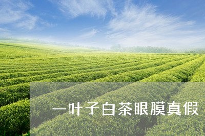 一叶子白茶眼膜真假/2023121662604