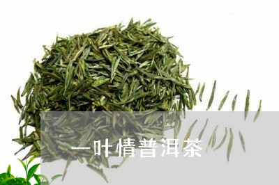 一叶情普洱茶/2023042994669