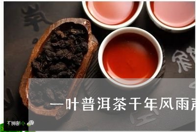 一叶普洱茶千年风雨声/2023092517270