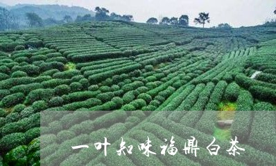 一叶知味福鼎白茶/2023061428571