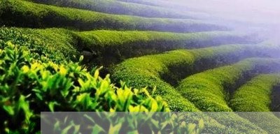 一叶知茗茶是什么茶/2023042168804