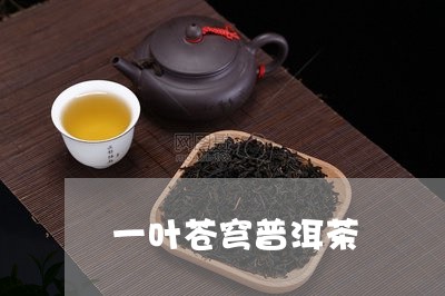 一叶苍穹普洱茶/2023102658595