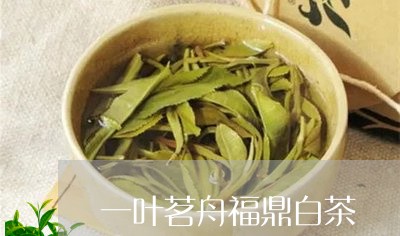 一叶茗舟福鼎白茶/2023062839792