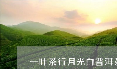 一叶茶行月光白普洱茶/2023062114139