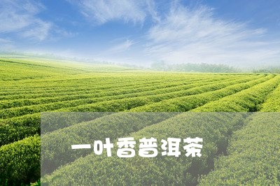 一叶香普洱茶/2023090636027