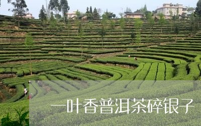 一叶香普洱茶碎银子/2023092748359