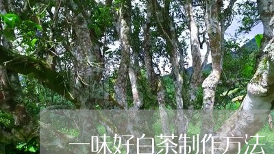 一味好白茶制作方法/2023121613027