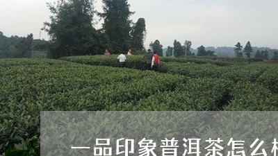 一品印象普洱茶怎么样/2023120629505