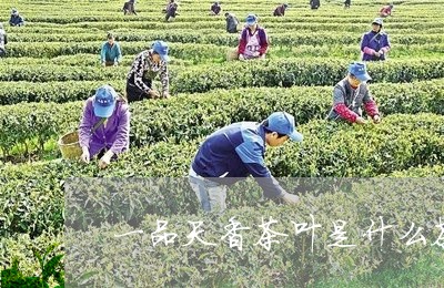 一品天香茶叶是什么茶/2023092283371