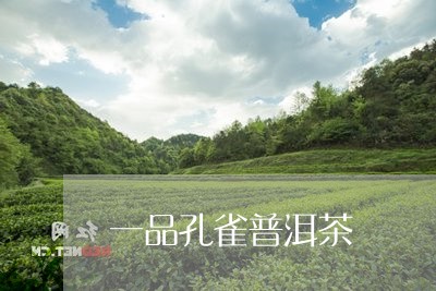 一品孔雀普洱茶/2023102603937