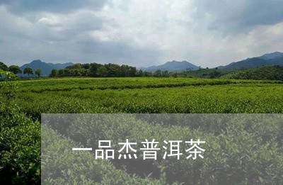 一品杰普洱茶/2023090620684