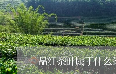 一品红茶叶属于什么茶/2023092237371