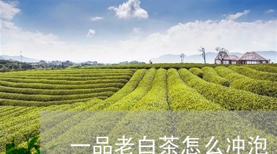 一品老白茶怎么冲泡/2023071432794