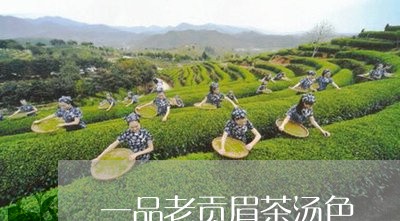 一品老贡眉茶汤色/2023090989269