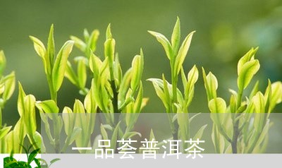 一品荟普洱茶/2023081583916