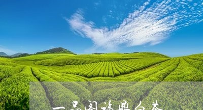 一品阁福鼎白茶/2023112575230