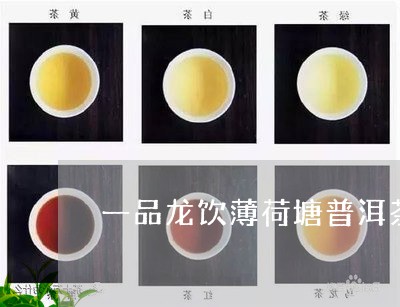 一品龙饮薄荷塘普洱茶/2023092617171