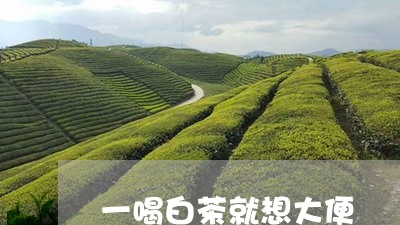 一喝白茶就想大便/2023061518372