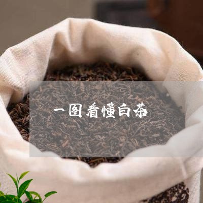 一图看懂白茶/2023051289624