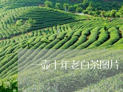 一壶十年老白茶图片/2023071486148