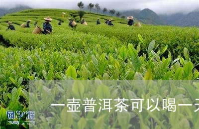 一壶普洱茶可以喝一天/2023092501683