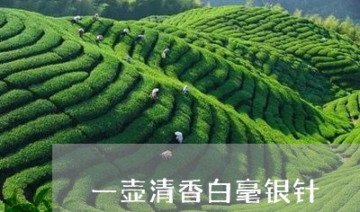 一壶清香白毫银针/2023090678301