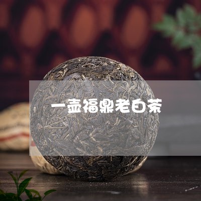 一壶福鼎老白茶/2023112535049