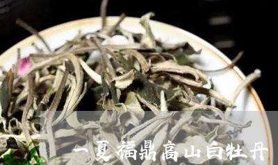 一夏福鼎高山白牡丹/2023120563947