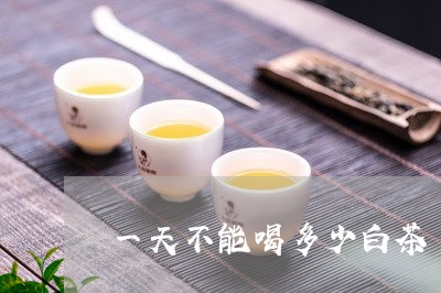 一天不能喝多少白茶/2023121595827