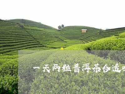 一天两粒普洱茶合适吗/2023092572848