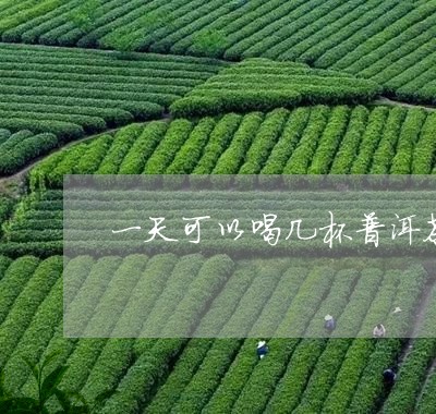 一天可以喝几杯普洱茶/2023092637270