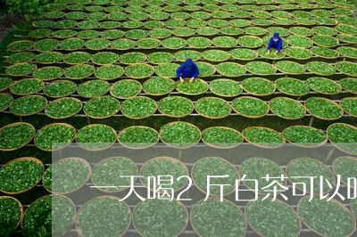 一天喝2斤白茶可以吗/2023092762894